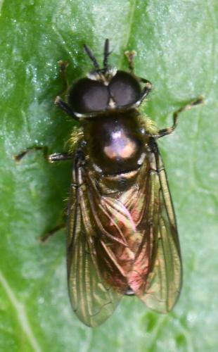 Pipizella sp.